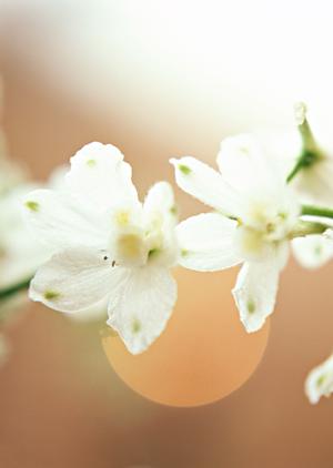 気軽に婚活を始めたいとお考えなら